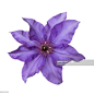 Purple clematis The President flower in white square. : 圖庫照片