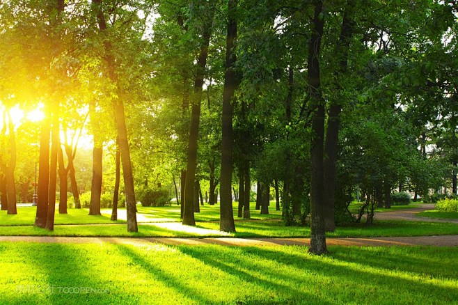 阳光照射下的树林草地风景图片