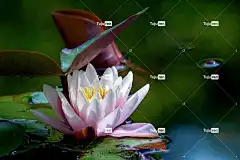 荷花 池塘 花 粉红色的花 花壁纸 花卉背景 花瓣 美丽的花朵