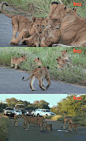 非洲才有的堵车理由：沥青路太暖，一堆小狮子玩得太开心赖着不肯走