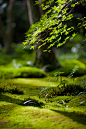 Mossy garden - Kyoto, Kyoto