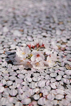 安茉汐采集到季节·樱花·植物