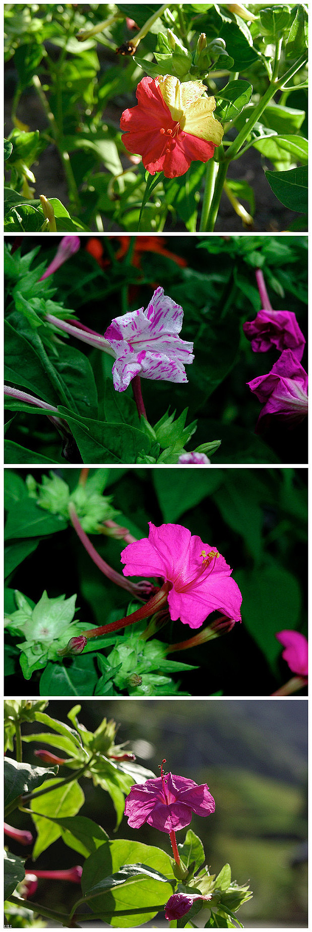 紫茉莉
别称：草茉莉、胭脂花、地雷花、粉...