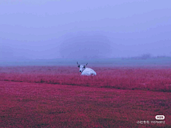 周旋久采集到灼华而归
