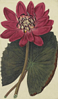 Nymphae rubra - Sydenam Edwards - Kew Gardens Botanical Prints - Kew Botanical Prints