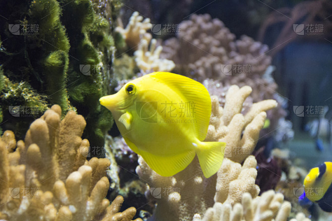黄高鳍刺尾鱼,水,水平画幅,海洋,华丽的,盐,鱼缸,水族馆,2015年