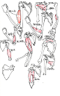 #资源君# 【新手学画】男性及女性的手及手臂肌肉及骨骼绘画参考资料！自己借鉴，转需！ ​​​​