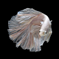 Beautiful Siamese Fighting Fish By Visarute Angkatavanich: