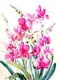 Pink Orchids original wateroclor painting tropical by ORIGINALONLY