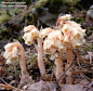 水晶兰 Monotropa 它们其实并不是兰花，而属于鹿蹄草科，有颜色或不透明的是水晶兰。