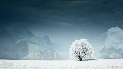 下雪天树木结冰壁纸 创意素材