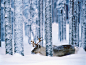 animals deer forests nature snow wallpaper (#290110) / Wallbase.cc
