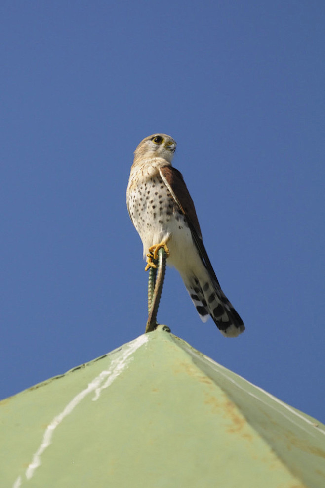 隼形目·隼科·隼属:马岛隼