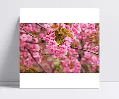 满树樱花图片素材|壁纸,春天,风景图片,景物,绿化,美景,日本,摄影图片,生机,图片素材,小花,樱花,枝桠,植物,自然风光
