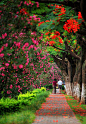 厦门的凤凰树开花了，就在槟榔路。经过一…
