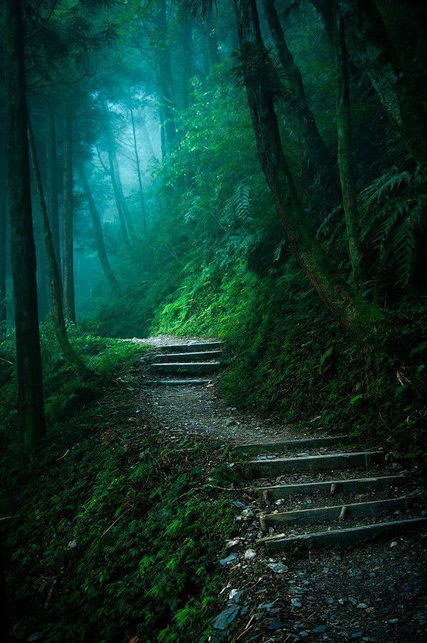 神秘的森林路徑，台灣。 #美景#