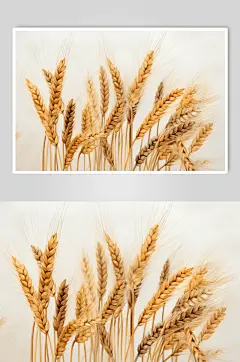 数字艺术麦子绘画高清插画