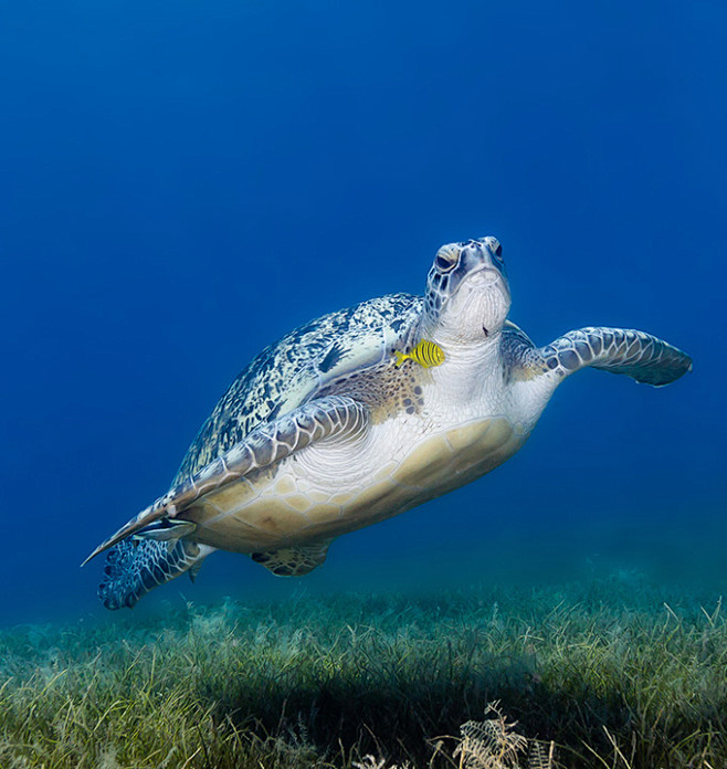 海底世界与海龟