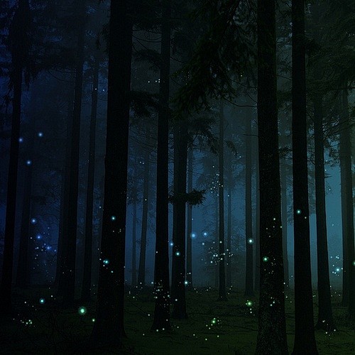 萤火虫森林，英国