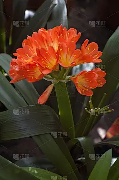 亚热带植物的春季开花。亚热带花卉，立春开花，自然采光。