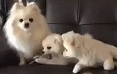 EssonYin采集到GIF