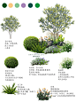 春季花境植物组团造景来啦！可参考 - 小红书