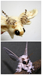 上图:法国贵妇犬蛾(Poodle Moth) 羊毛毡模型/玩具,下图:该种实体图片(真相!好毛茸茸的真相!)