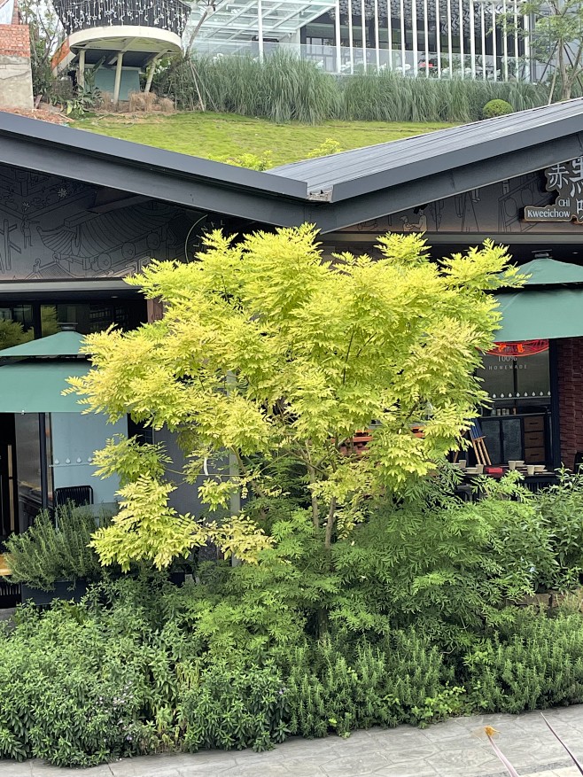 金枝槐