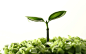 1680x1050 发芽 成长生命 绿色 自然 植物 盆栽 幼芽 