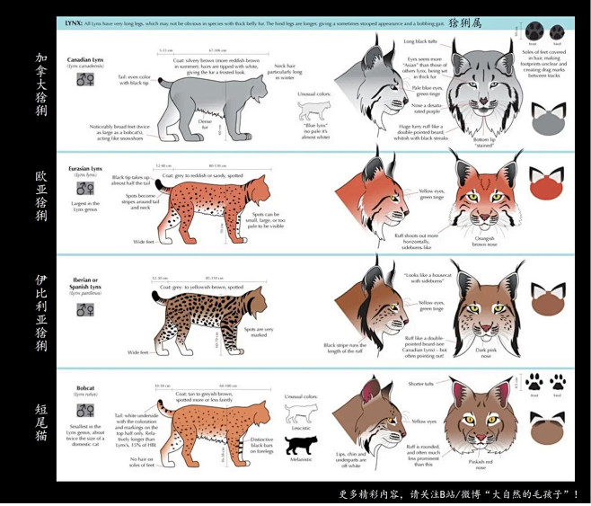 P6: 加拿大猞猁、亚欧猞猁、伊比利亚猞...