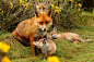 Fox cub's with father | by Gordon 70