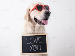 一只戴着红色眼镜的狗举着一个黑色标牌，上面写着爱的宣言。金毛猎犬情人节，婚礼，生日。