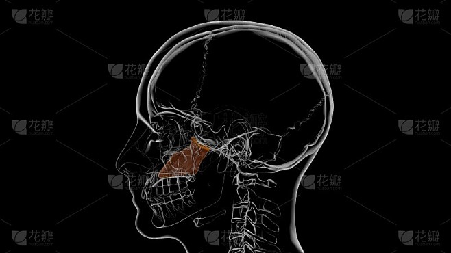 人体骨骼犁骨解剖学3D