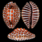 Jenneria pustulata - (Lightfoot, 1786)