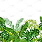 植物群,热带雨林,四方连续纹样,纺织品,环境,野生动物,干酪藤,壁纸,公园,植物