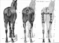 动物骨骼肌肉解剖图：狗，狮，马 1280PX[30P] (18).jpg