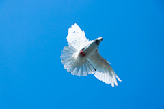 MgY5uhIK采集到Bird