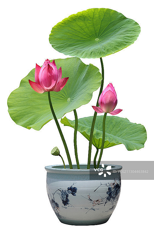 荷花盆景组合图图片素材