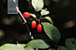 Cornus officinalis 山茱萸