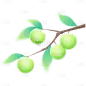 芒种弥散渐变青梅插画元素