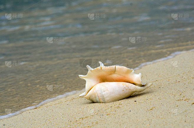 风景与贝壳在热带海滩附近的浪，利普岛泰国...