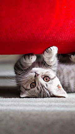 爱萌猫采集到猫咪喵星人手机壁纸
