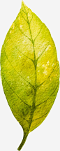 手绘植物树叶绿色高清素材 设计图片 免费下载 页面网页 平面电商 创意素材 png素材