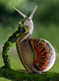 colorful snail