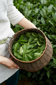 城石设计采集到餐饮-茶茶茶茶茶