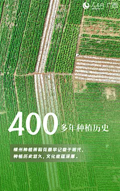 九张海报带你认识横州茉莉花