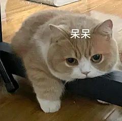 甜甜的猫猫恋爱表情包 - 小红书