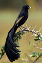 fairy-wren:
jackson’s widowbird
(photo by cuan rush)
