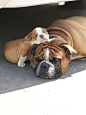Dogs