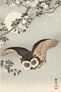 #全球插画师#  日本版画家 小原古邨(Ohara Koson 1877-1945) 一组画作 ​​​​